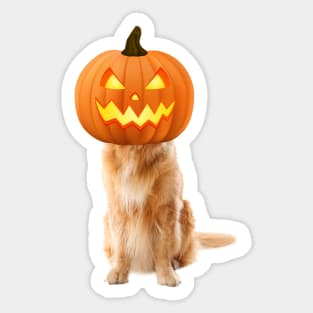 labrador retriever is a Jack-o-Lantern Sticker